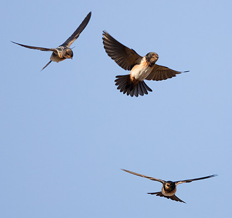 SA Cliff Swallow in flight